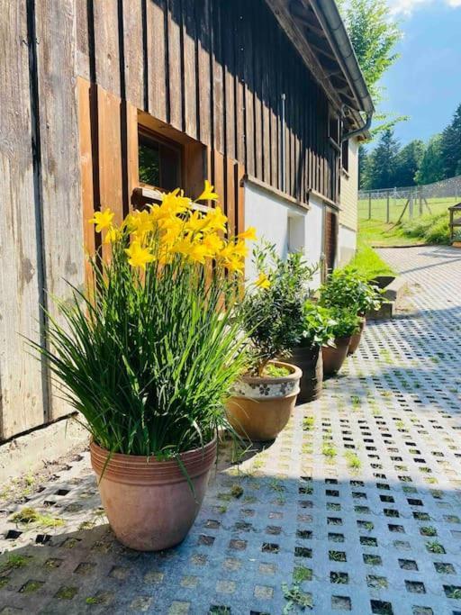 Ferien Auf Dem Birkenhof Holiday home